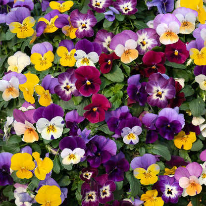 Viola 'Teardrops Mix'