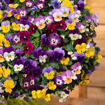 Viola 'Teardrops Mix'