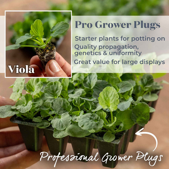 A helpful graphic for 'Pro Grower Plugs' violas starter plants. The main image shows a hand holding a tray of green seedling violas with a text overlay describing them as starter plants for potting.
