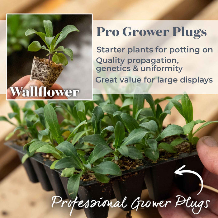 A hand holding a tray of wallflower pro grower plugs with inset hand holding a single plug showing strong root growth. Text explains how they are great value for large displays.