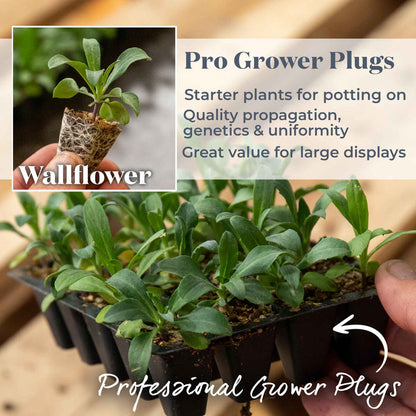 A hand holding a tray of wallflower pro grower plugs with inset hand holding a single plug showing strong root growth. Text explains how they are great value for large displays.
