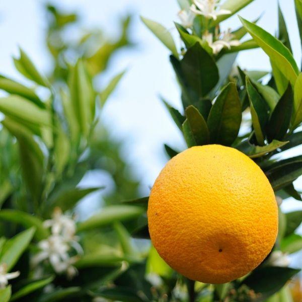 flowers and fruit of the washington navel orange