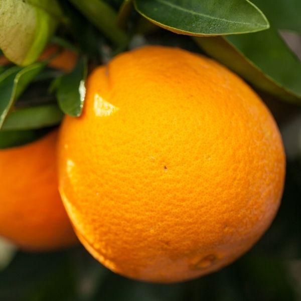 big orange fruit on the washington navel orange tree