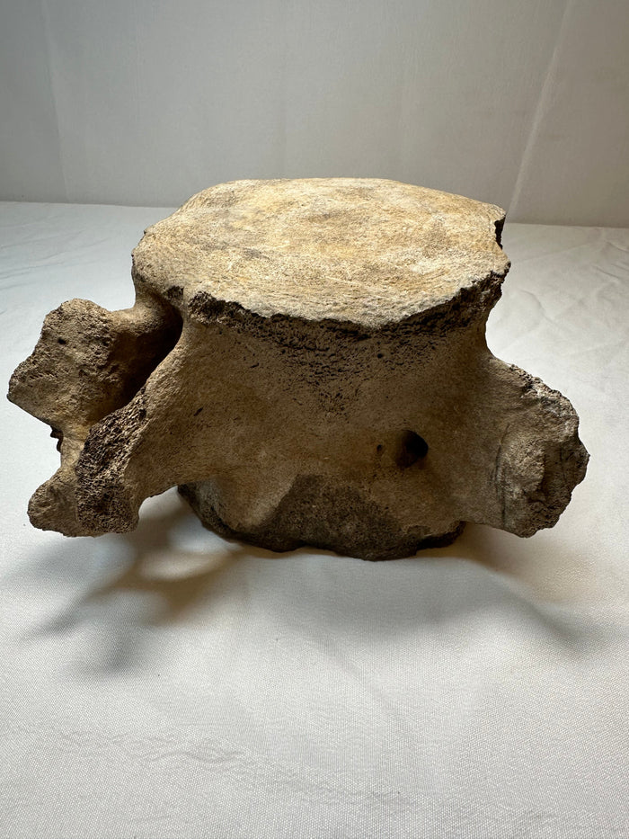 Whale Vertebra
