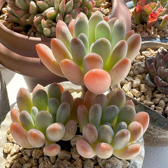 x Pachyveria 'Clavifolia'