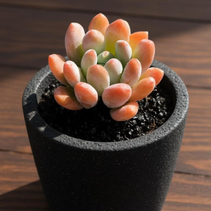 x Pachyveria 'Clavifolia'