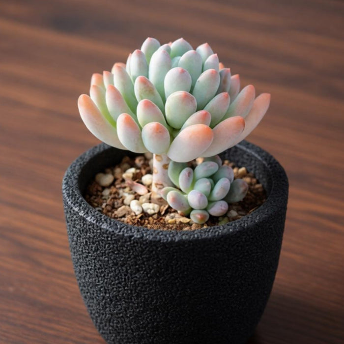 x Pachyveria 'Clavifolia'