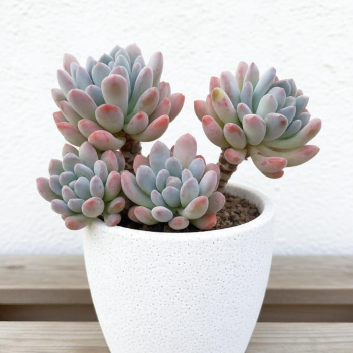 x Pachyveria 'Clavifolia'
