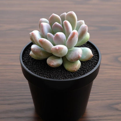 x Pachyveria 'Clavifolia'